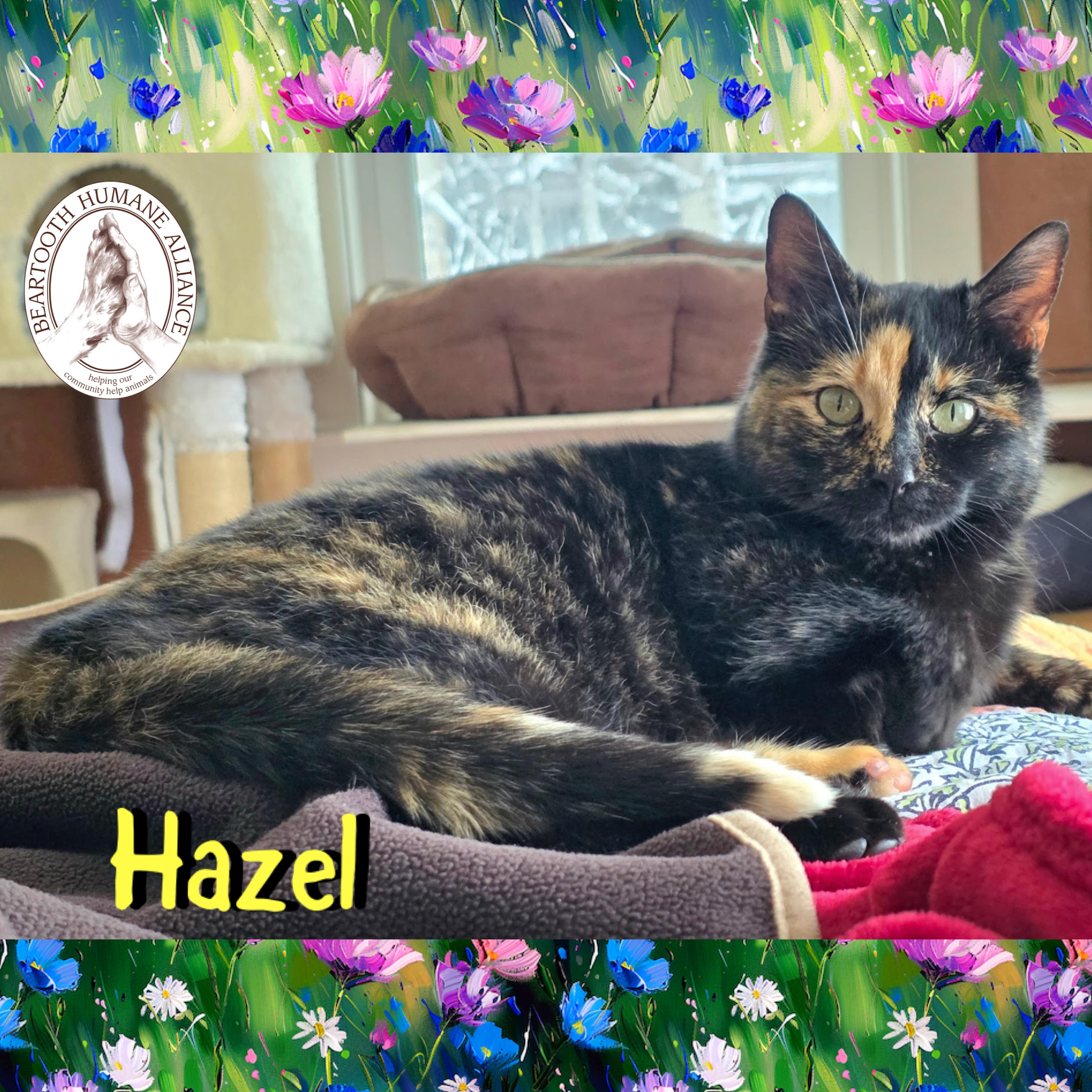 Hazel, ADOPTABLE, Young Female Domestic Short Hair.