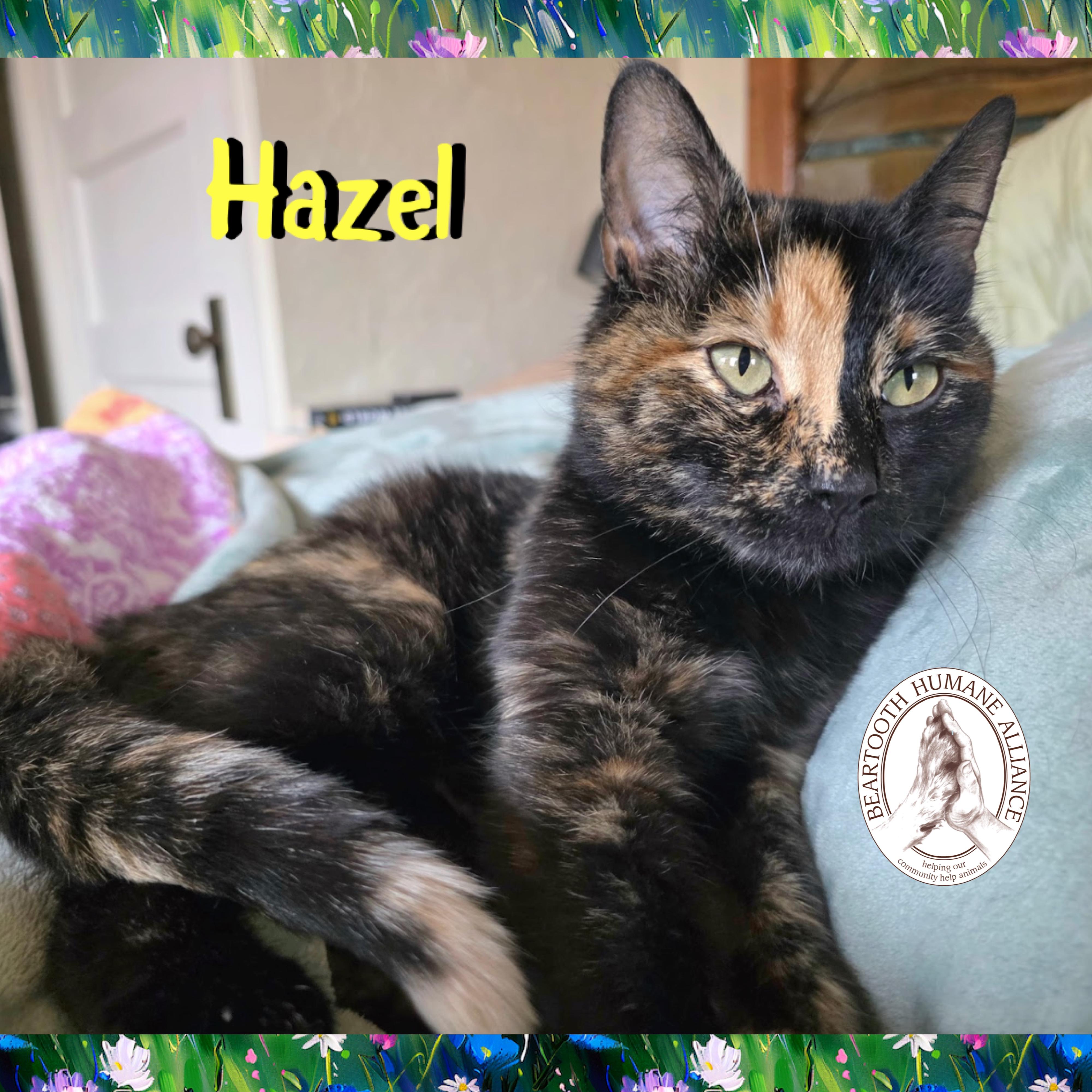 Enlarge Hazel, a ADOPTABLE mixed breed in Red Lodge, MT image 2/3