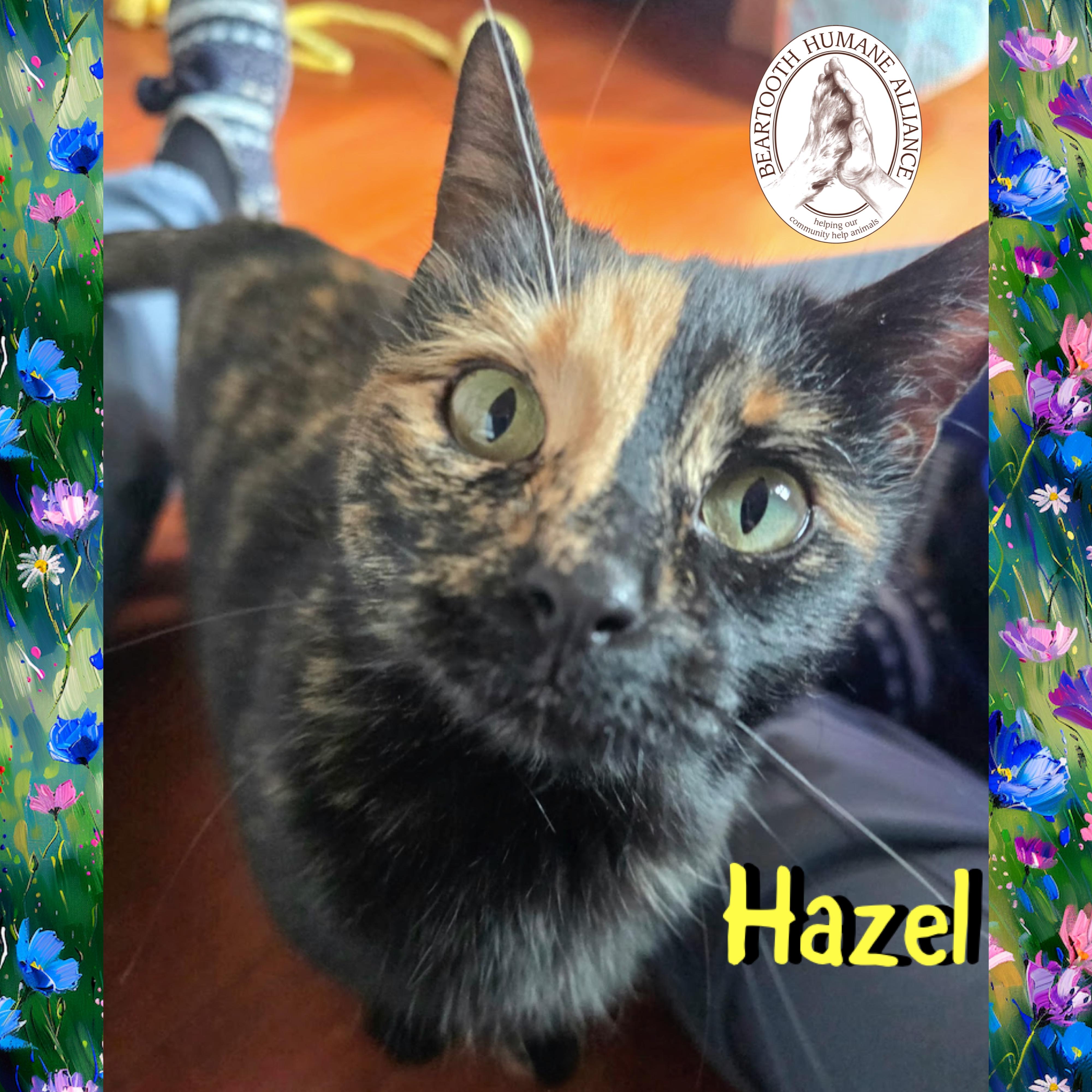 Enlarge Hazel, a ADOPTABLE mixed breed in Red Lodge, MT image 3/3