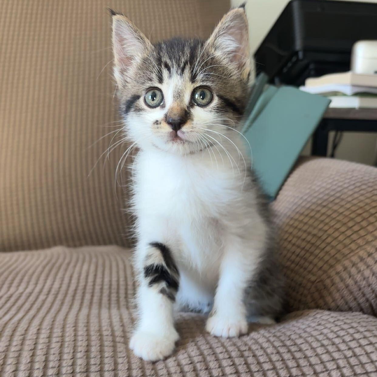 Mcflurry, adopted, Kitten Female Domestic Short Hair.