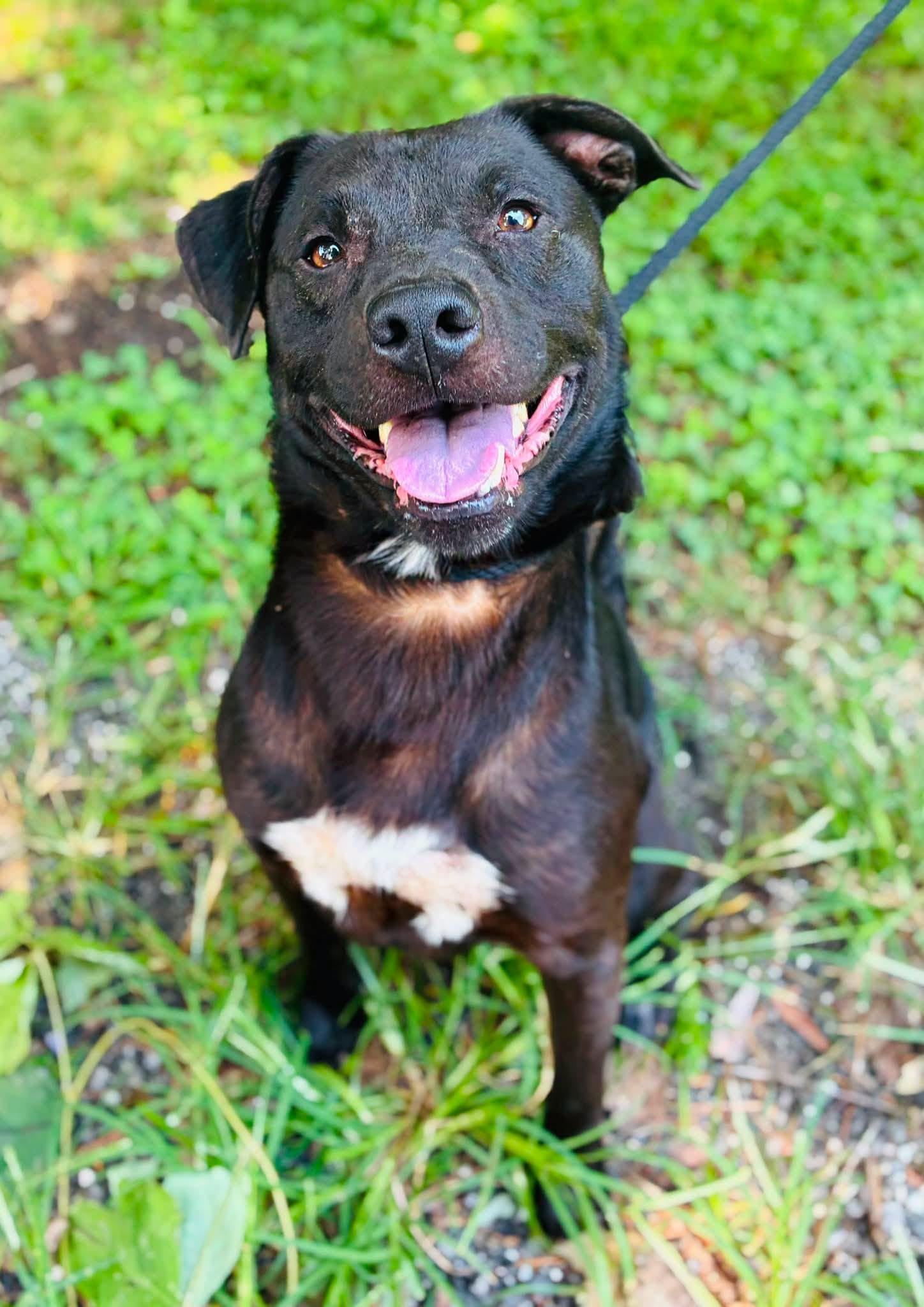 Rags, Adoptable, Adult Male Pit Bull Terrier.