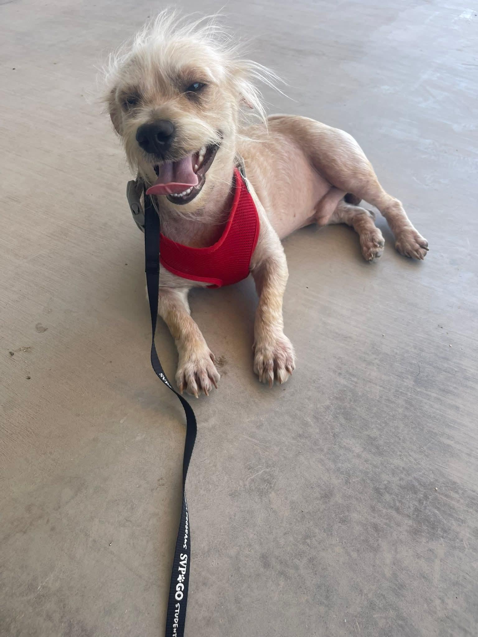 Enlarge Cashmere, an adopted mixed breed in Palm Desert, CA image 2/6