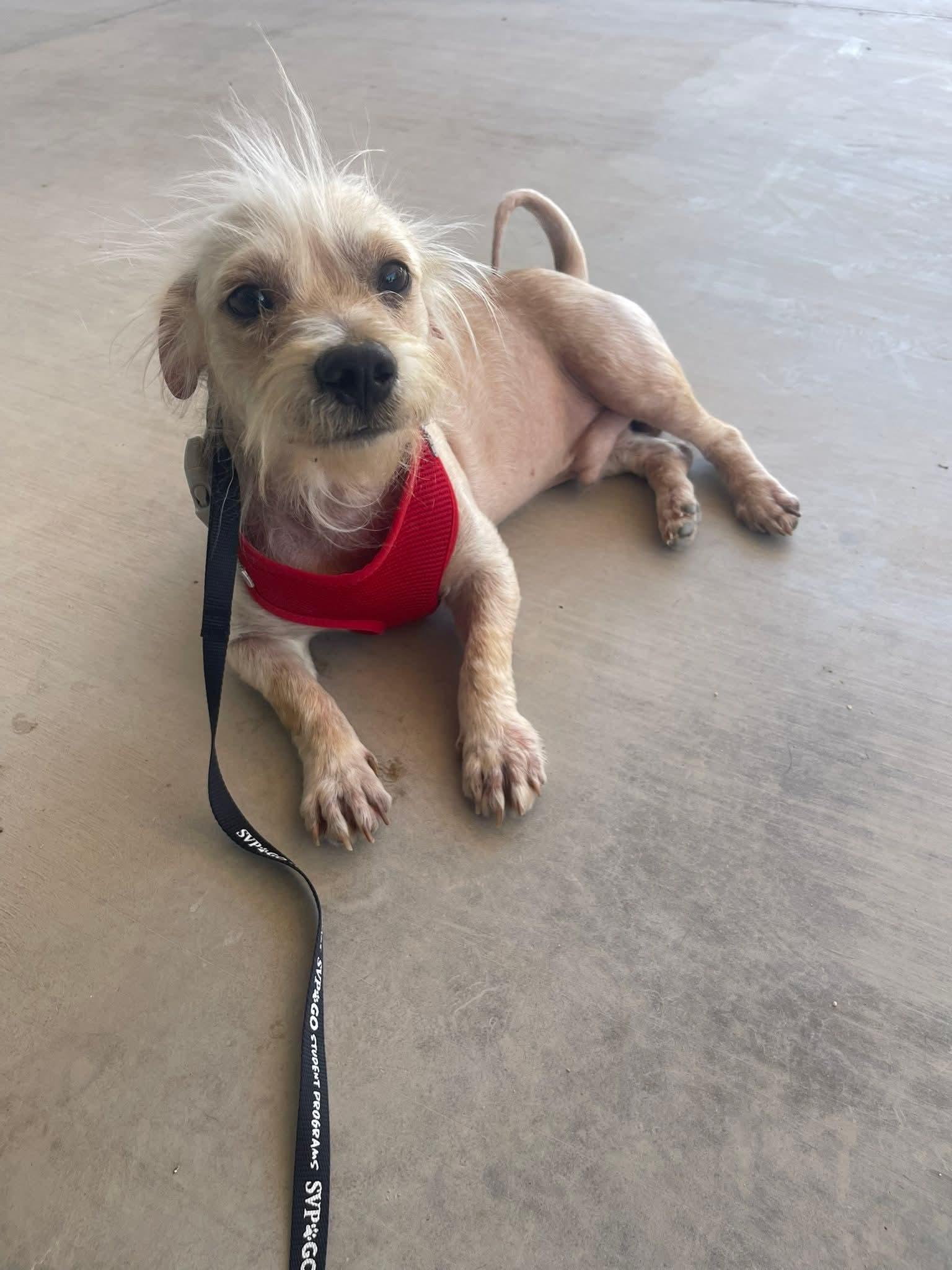 Enlarge Cashmere, an adopted mixed breed in Palm Desert, CA image 3/6