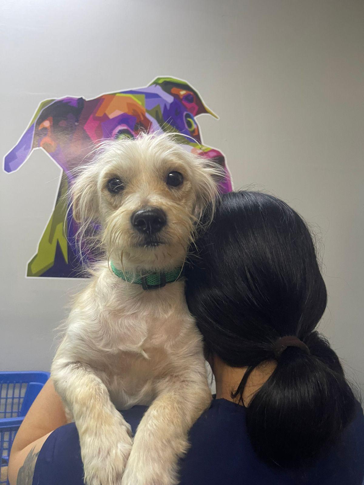 Cashmere, adopted, Adult Male Maltese & Mixed Breed.