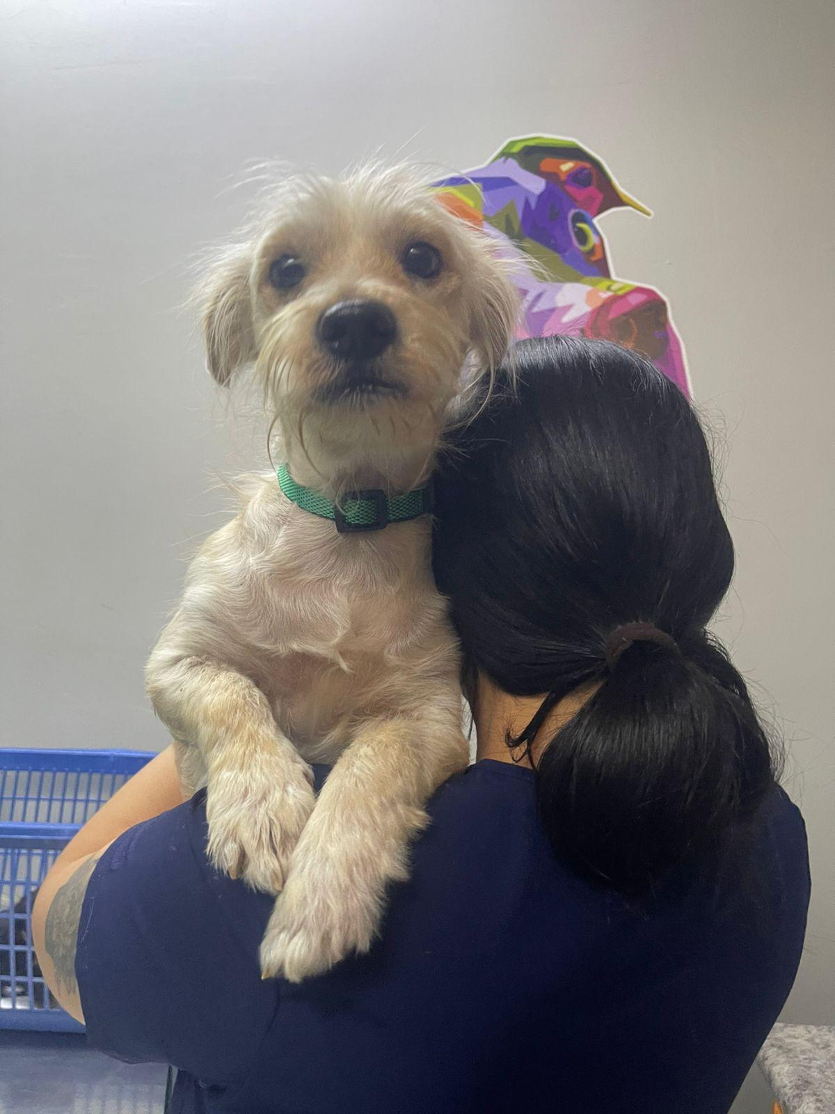 Enlarge Cashmere, an adopted mixed breed in Palm Desert, CA image 4/6
