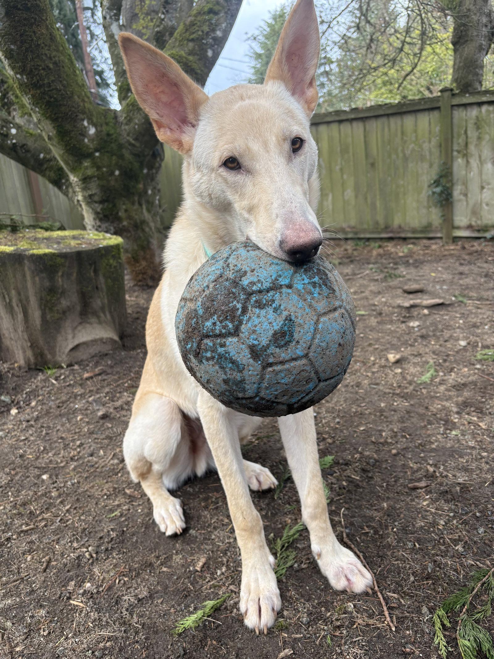 Sherbert, Adoptable, Young Male German Shepherd Dog & German Shepherd Dog.
