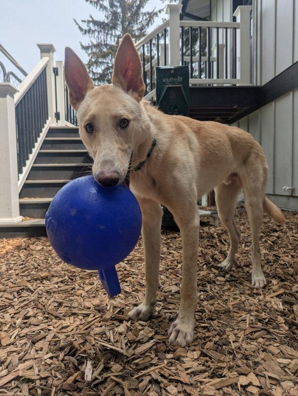 Enlarge Sherbert, a Adoptable mixed breed in Bothell, WA image 1/3