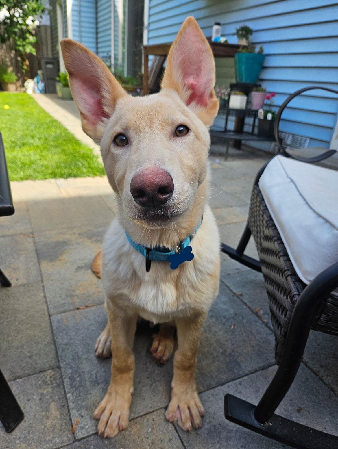 Sherbert, Adoptable, Young Male German Shepherd Dog & German Shepherd Dog.