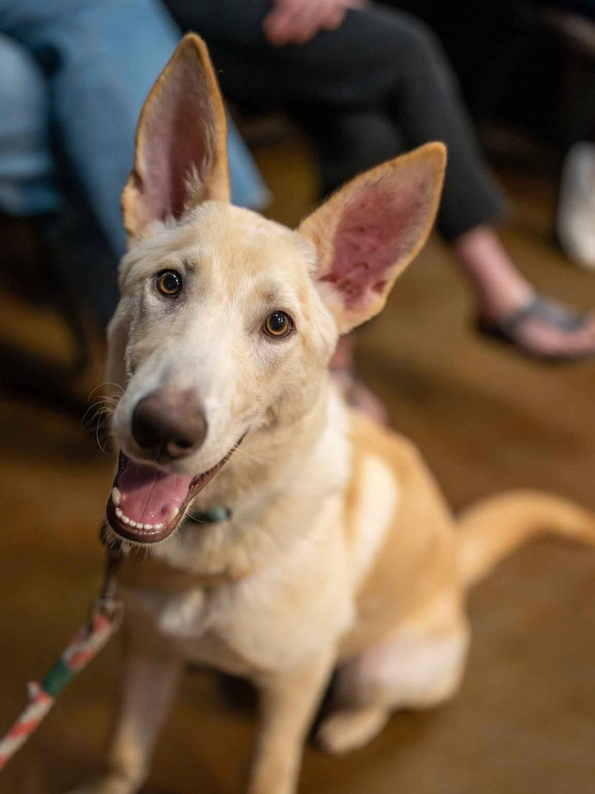 Enlarge Sherbert, a Adoptable mixed breed in Bothell, WA image 2/3