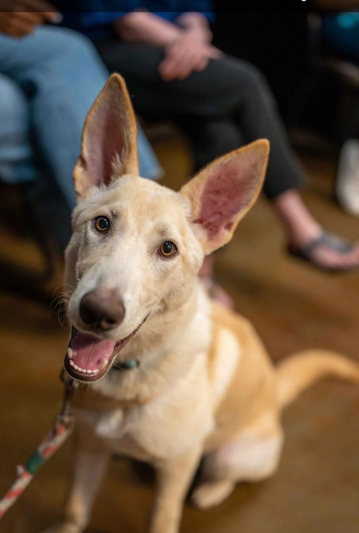 Enlarge Sherbert, a Adoptable mixed breed in Bothell, WA image 2/3