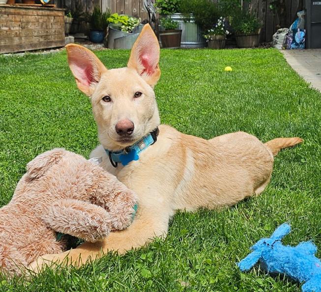 Enlarge Sherbert, a Adoptable mixed breed in Bothell, WA image 3/3