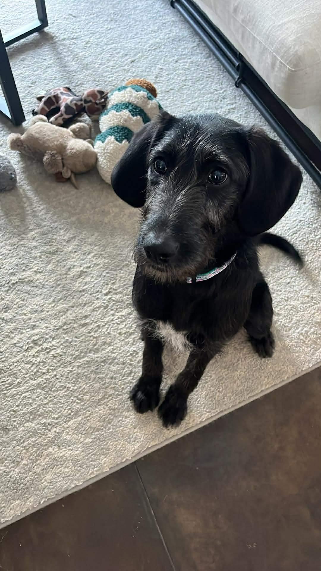 Hazy, ADOPTABLE, Young Female Poodle & Wirehaired Dachshund.