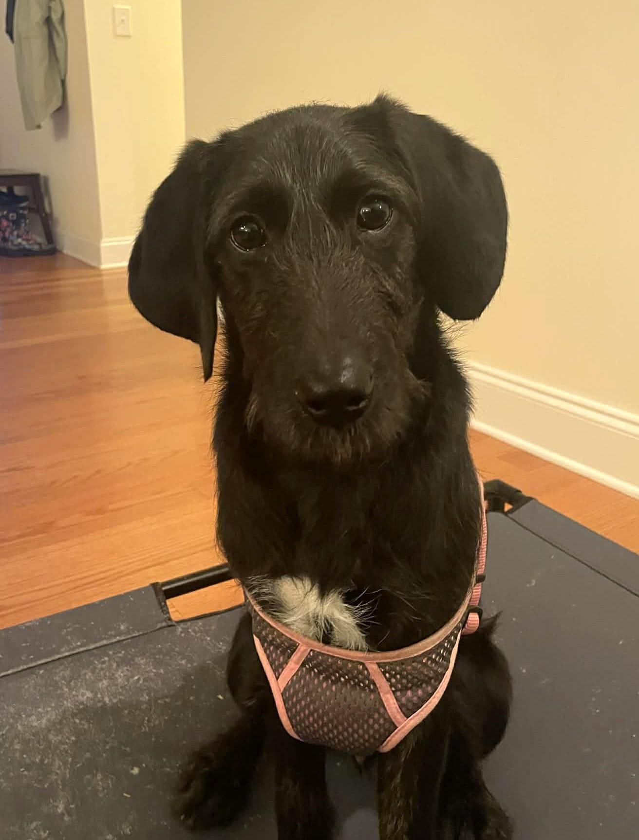 Hazy, ADOPTABLE, Puppy Female Wirehaired Dachshund & Poodle.