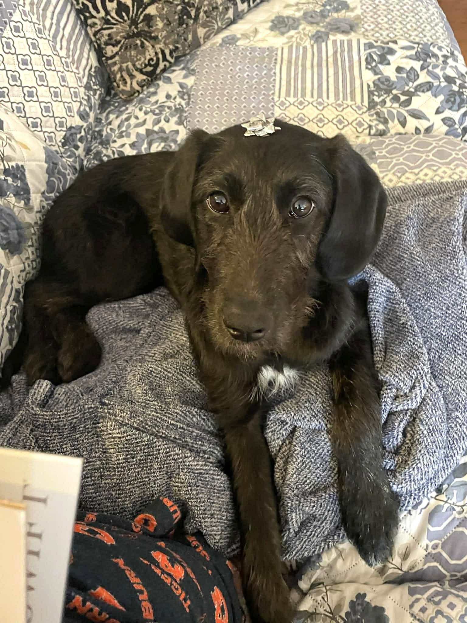 Hazy, a ADOPTABLE mixed breed in Mechanicsburg, PA image 2/2