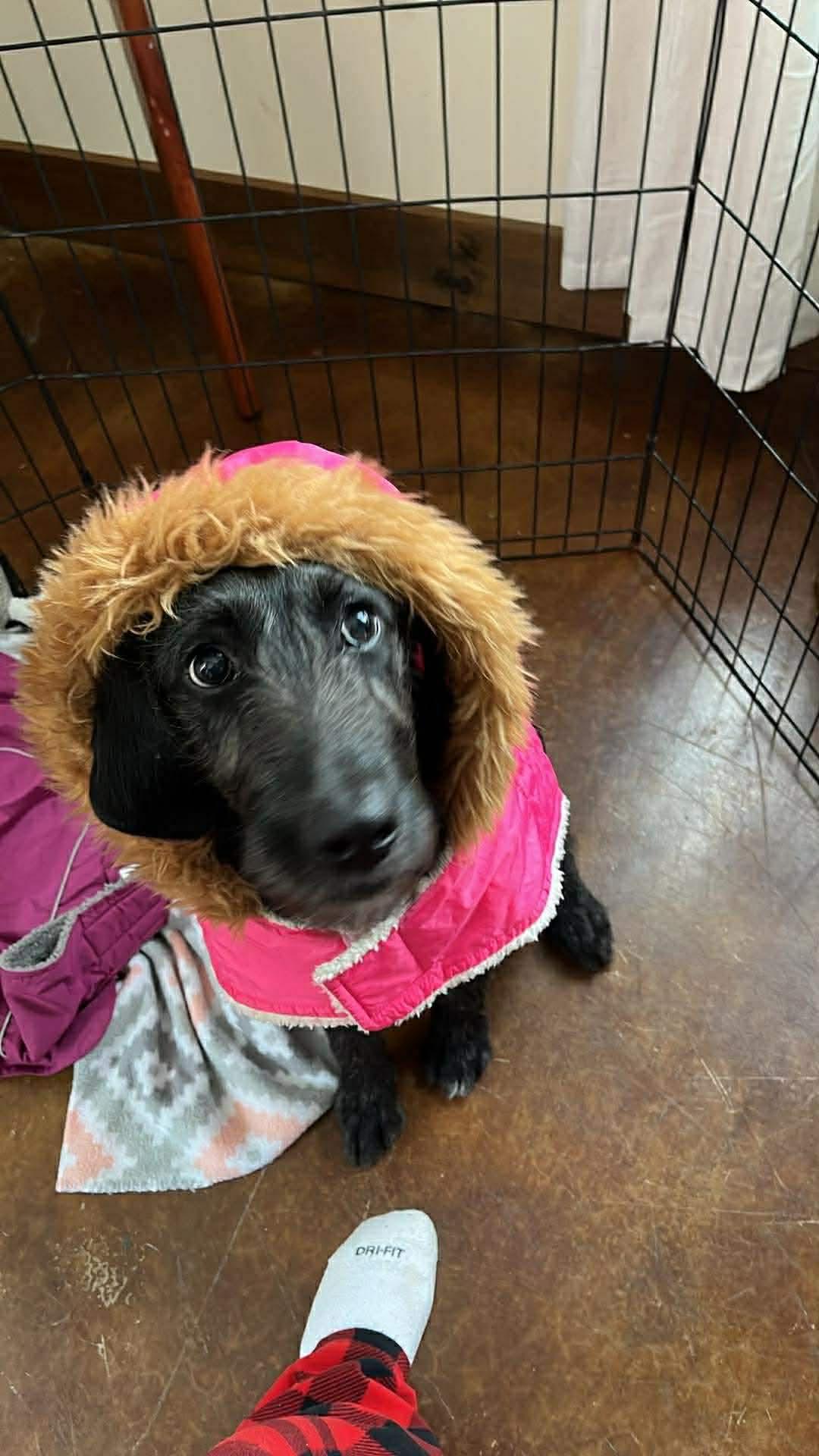 Hazy, a ADOPTABLE mixed breed in Mechanicsburg, PA image 3/5