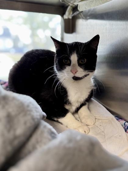 Cicada, Adoptable, Young Female Domestic Short Hair.