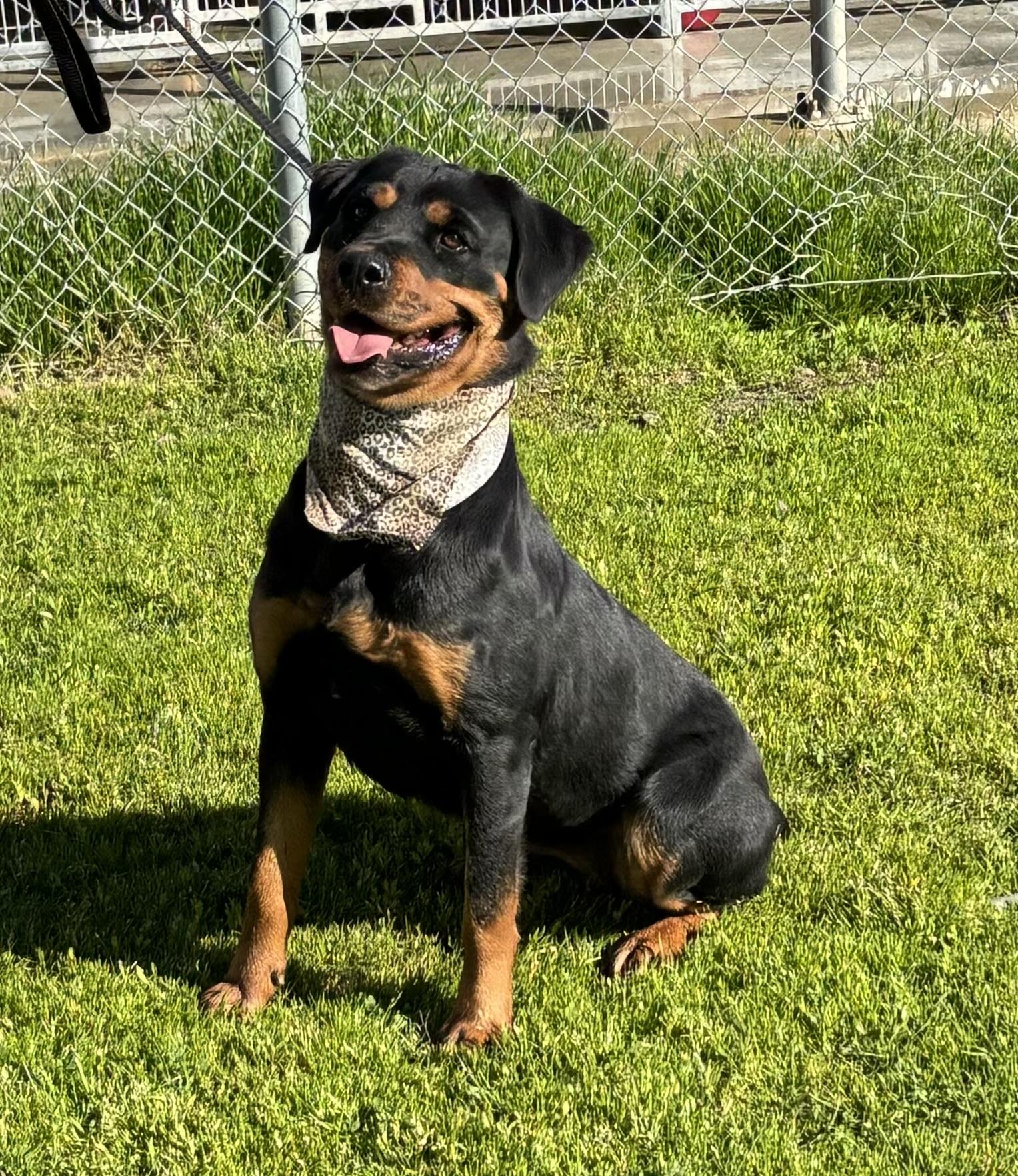 Enlarge Aida, a Adoptable Rottweiler in Woodland, CA image 1/2