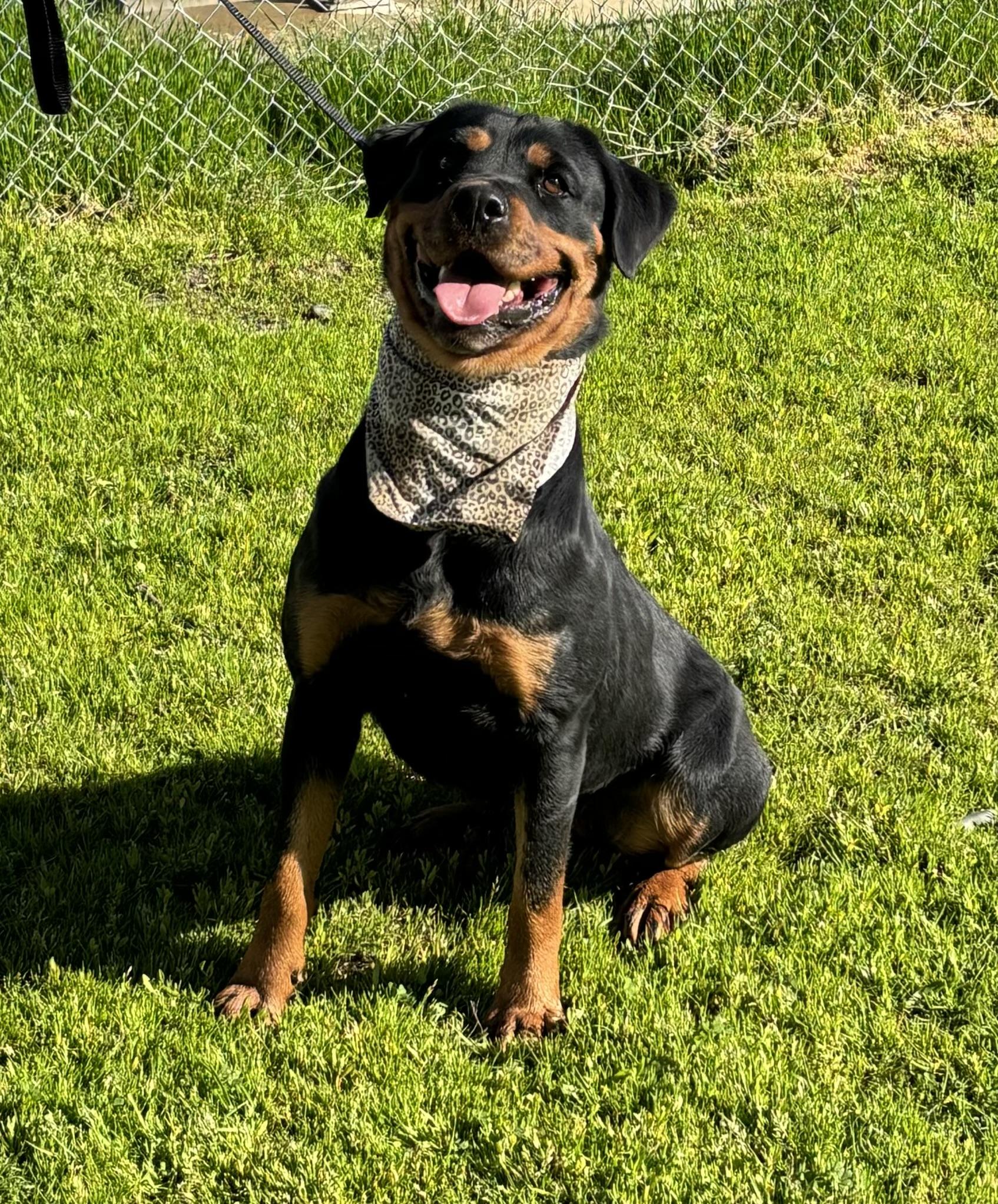 Enlarge Aida, a Adoptable Rottweiler in Woodland, CA image 2/2