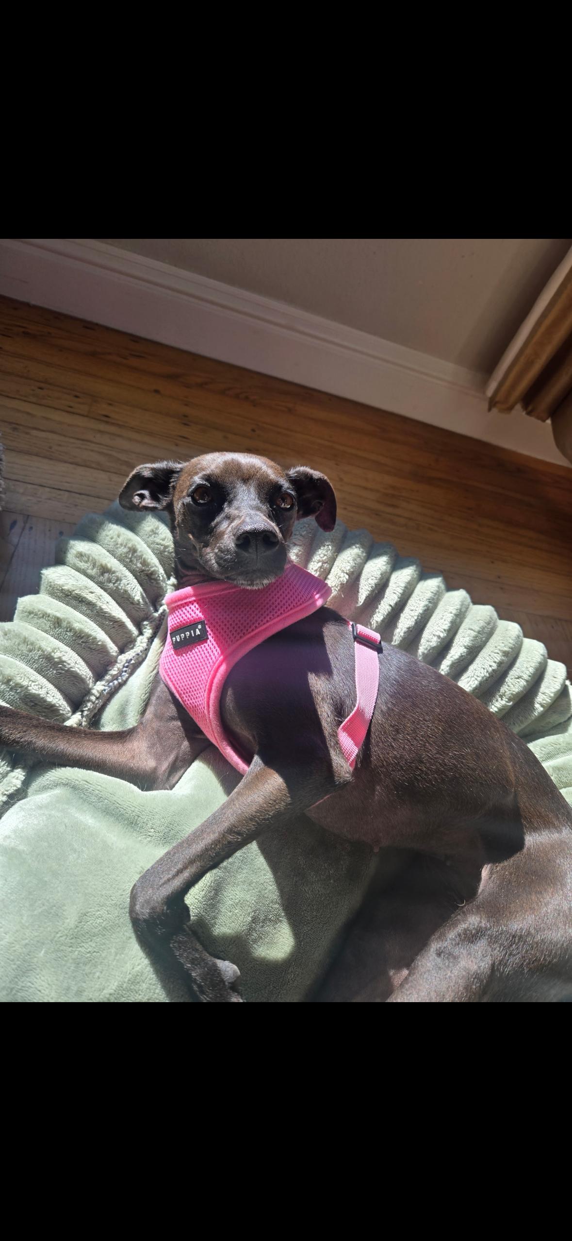 Enlarge Lola , a ADOPTABLE Italian Greyhound in Hayward, CA image 4/4