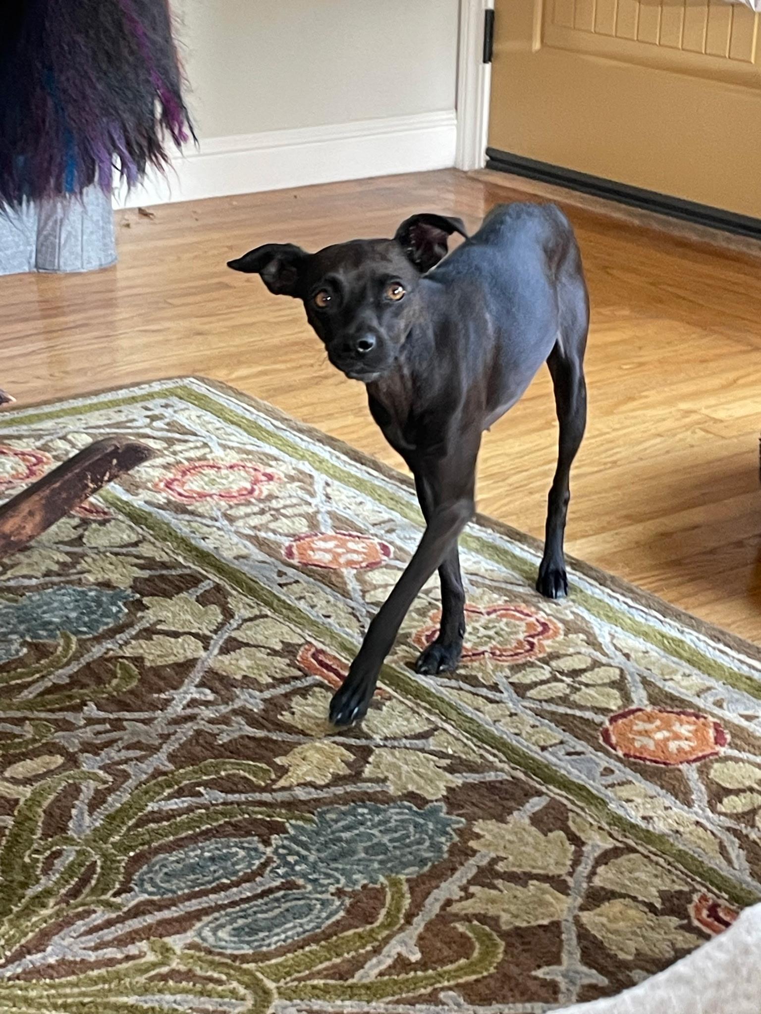 Enlarge Lola , a ADOPTABLE Italian Greyhound in Hayward, CA image 1/4