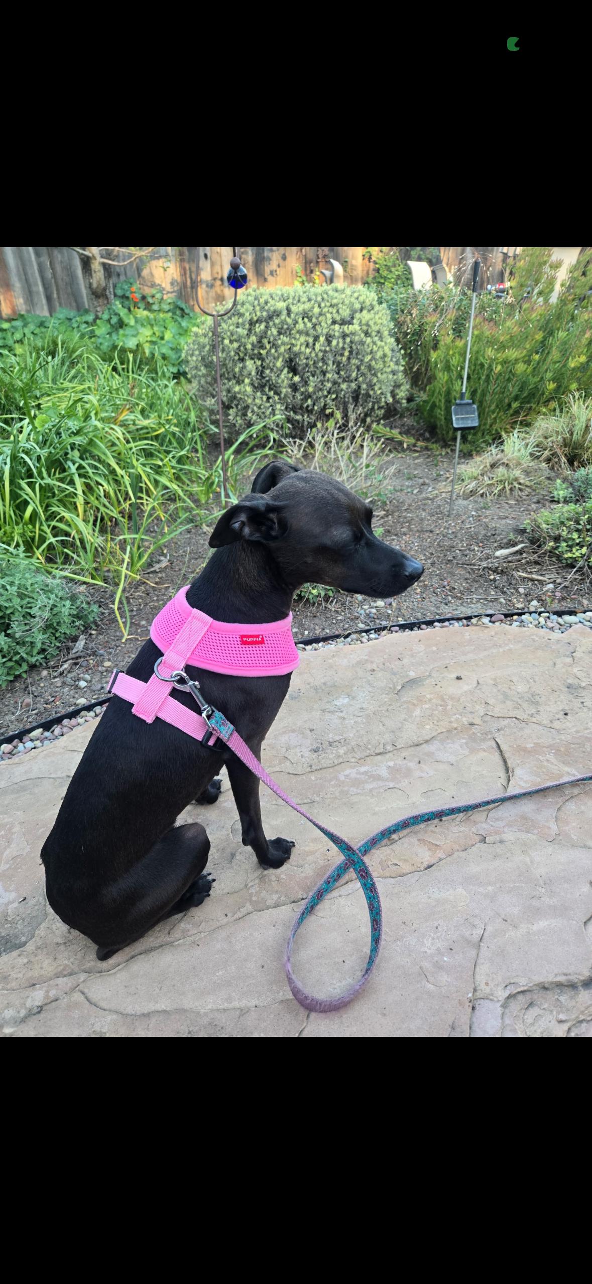 Enlarge Lola , a ADOPTABLE Italian Greyhound in Hayward, CA image 2/4