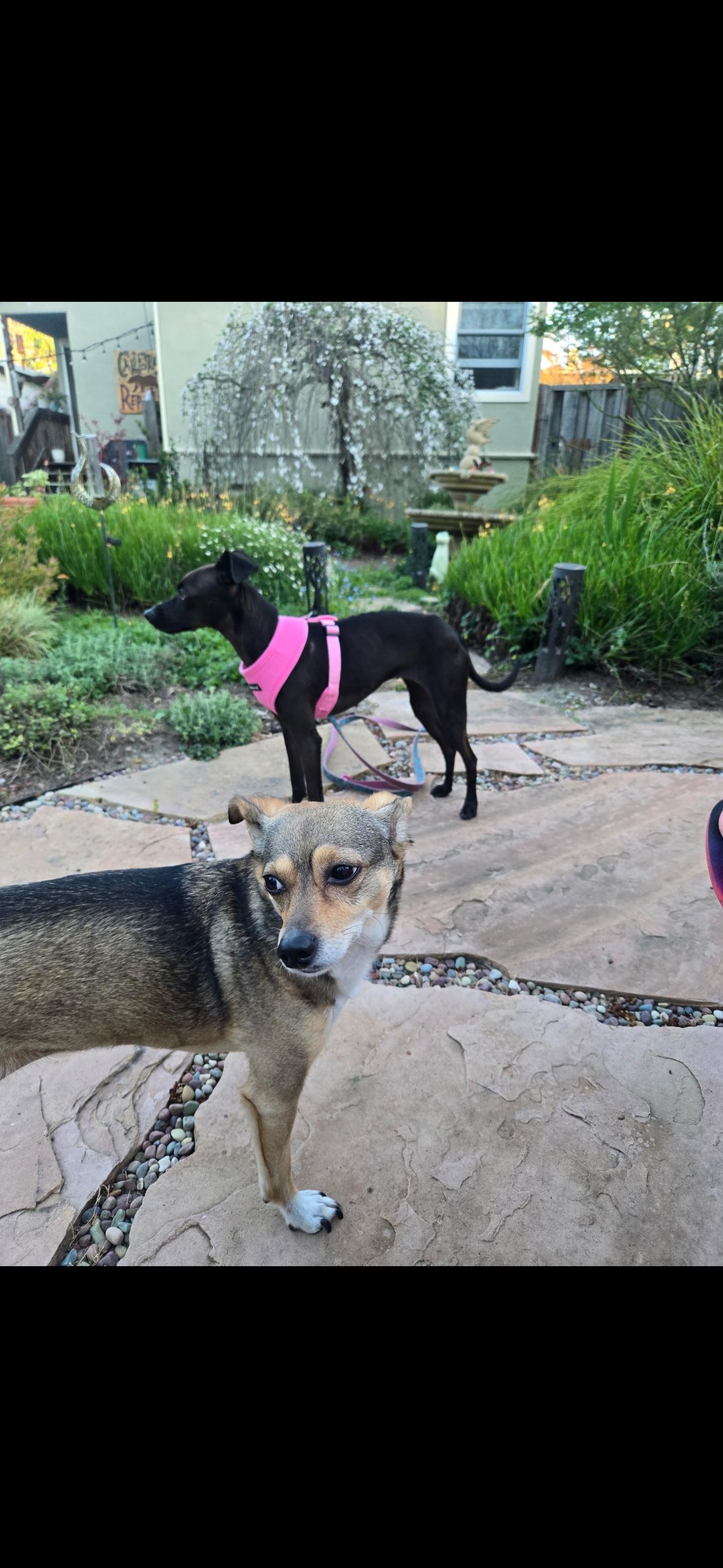 Enlarge Lola , a ADOPTABLE Italian Greyhound in Hayward, CA image 3/4