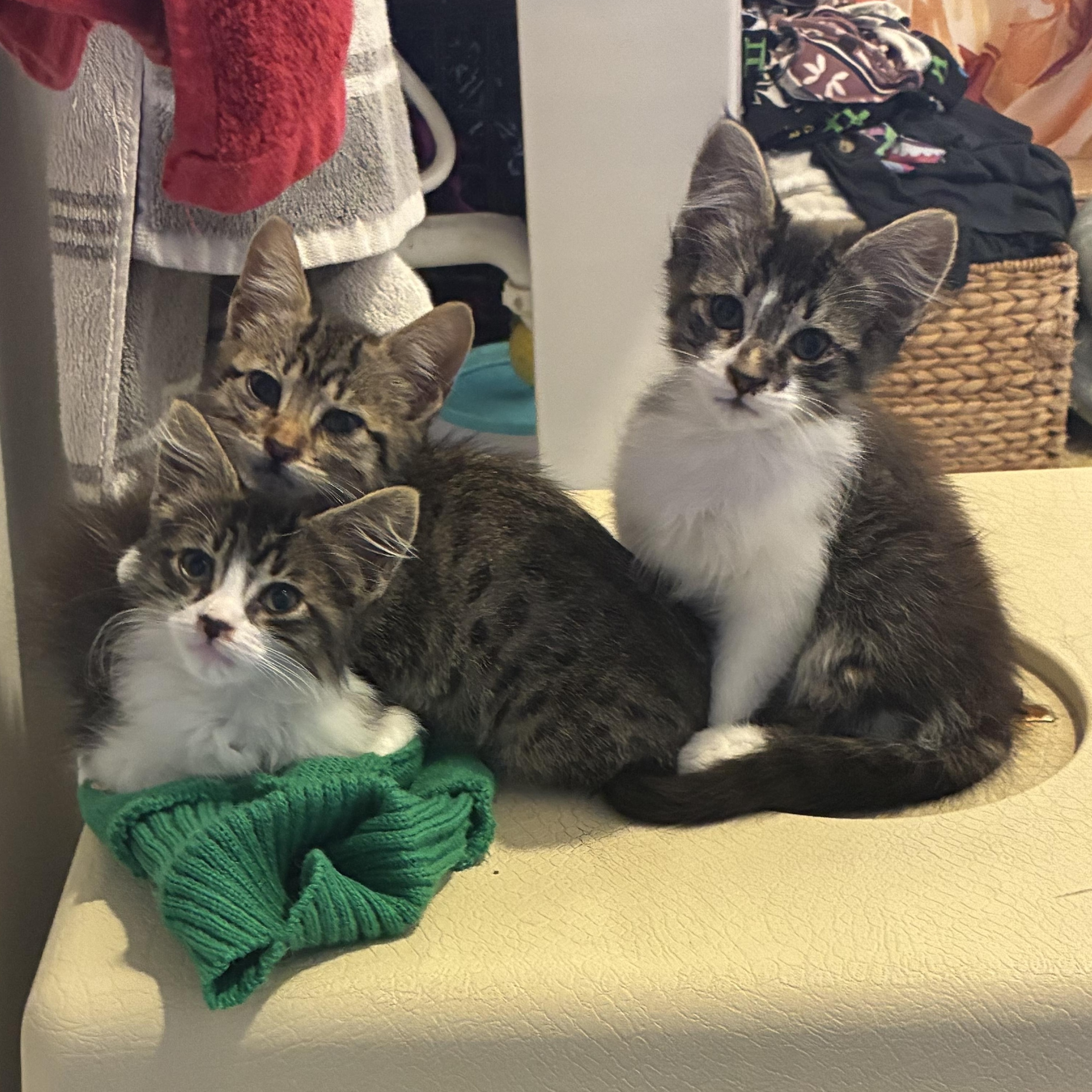 Enlarge Sprout and Willow, a ADOPTABLE mixed breed in Los Osos, CA image 1/5