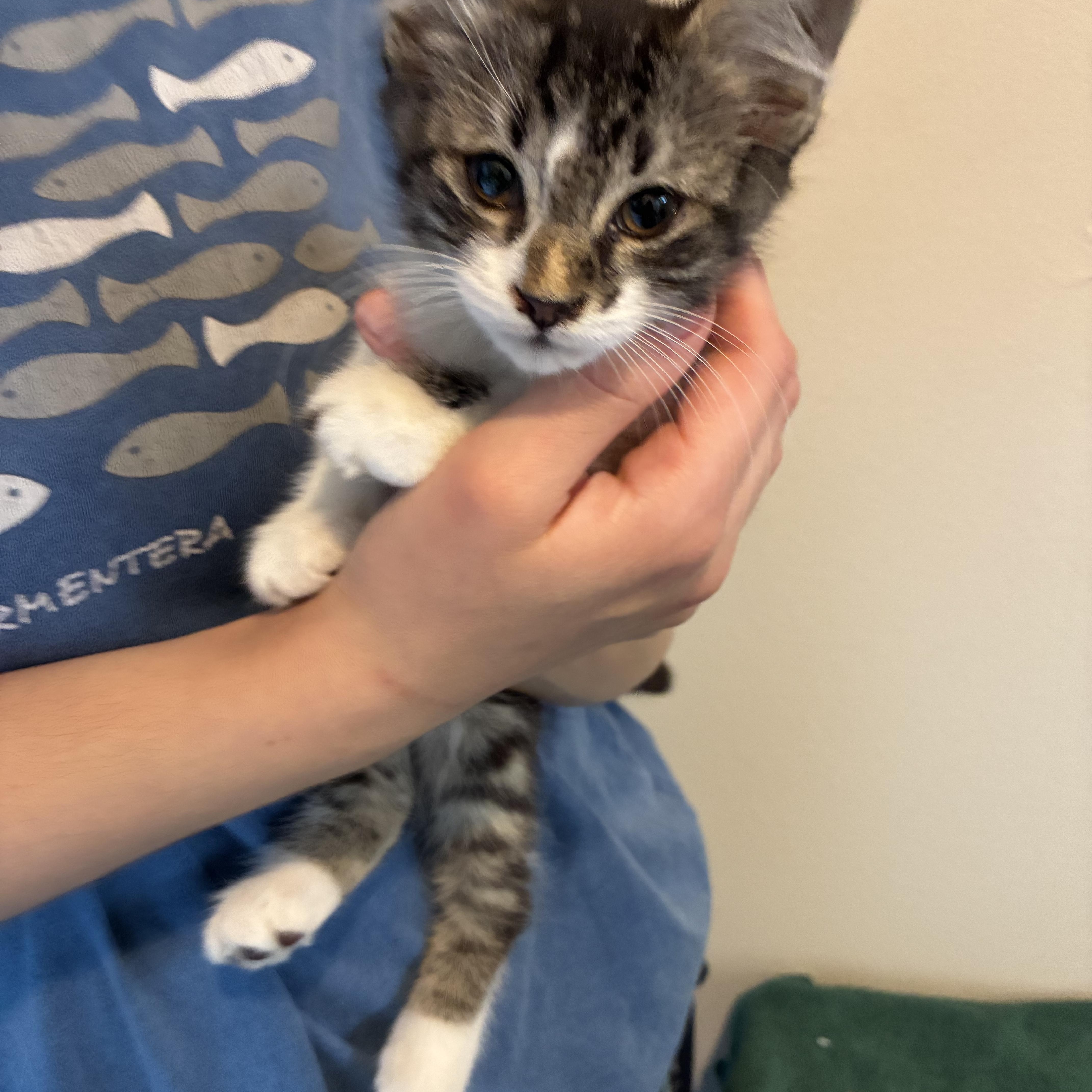 Enlarge Sprout and Willow, a ADOPTABLE mixed breed in Los Osos, CA image 4/5