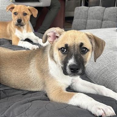 Fennekin, Adoptable, Puppy Male Terrier & Shepherd.