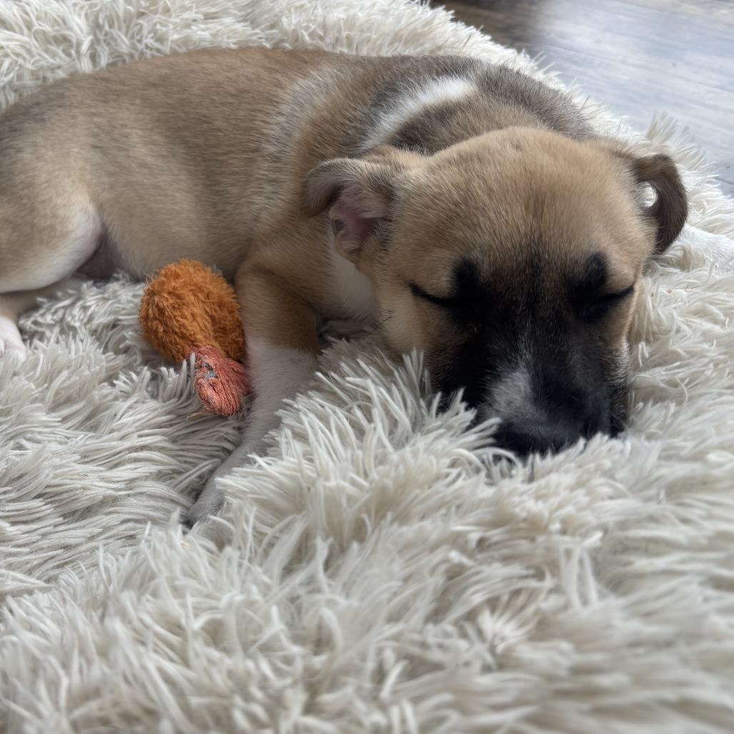 Enlarge Fennekin, a Adoptable mixed breed in Crystal, MN image 2/6