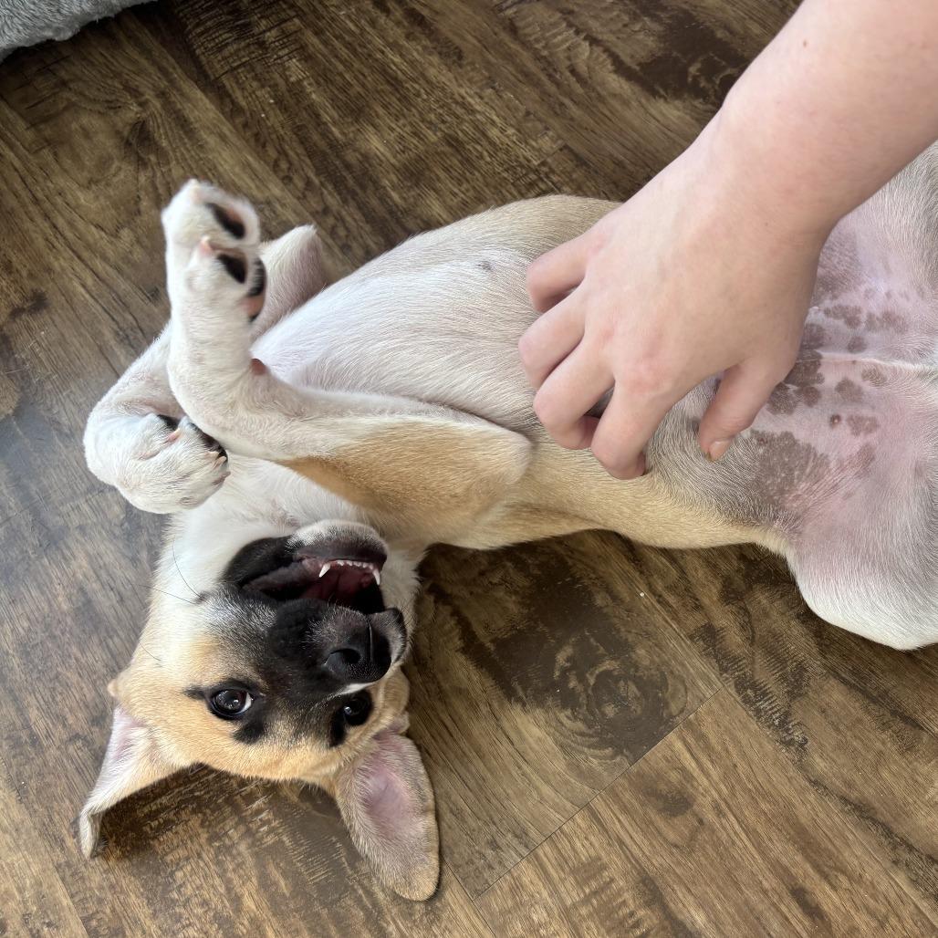 Enlarge Fennekin, a Adoptable mixed breed in Crystal, MN image 3/6