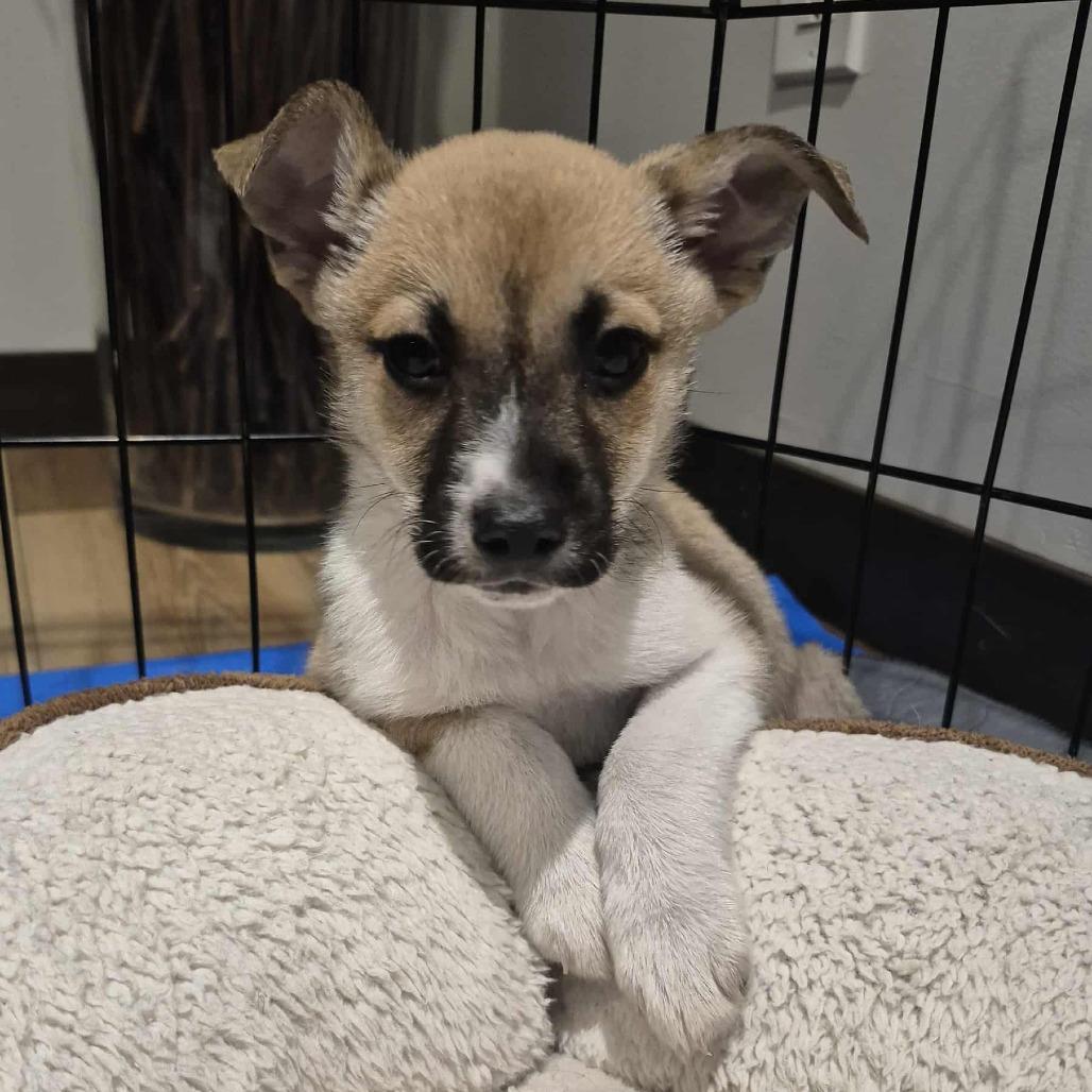 Enlarge Fennekin, a Adoptable mixed breed in Crystal, MN image 4/6