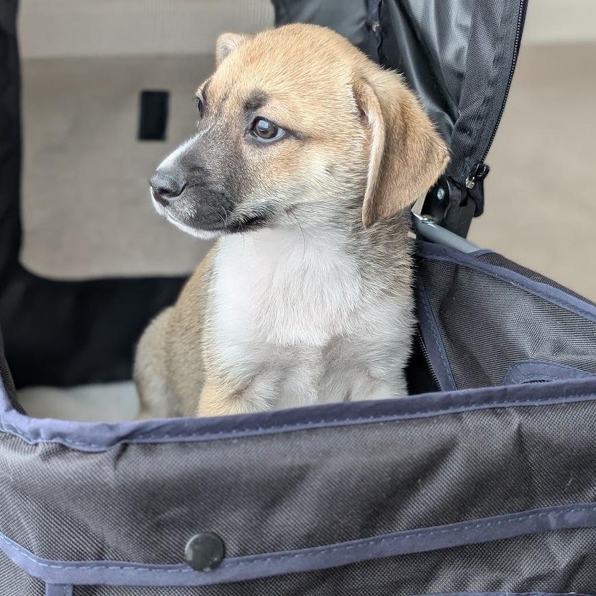 Enlarge Fennekin, a Adoptable mixed breed in Crystal, MN image 5/6