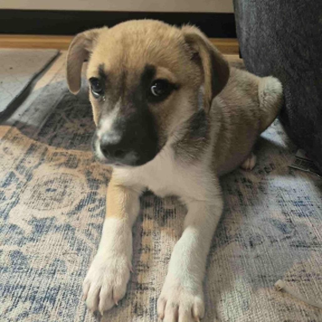 Enlarge Fennekin, a Adoptable mixed breed in Crystal, MN image 6/6