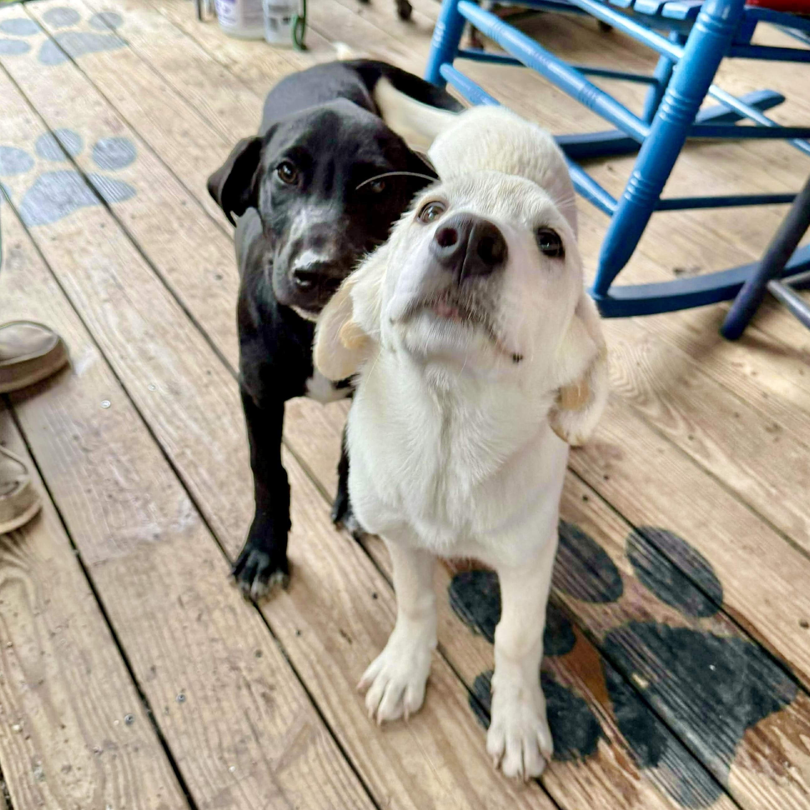 Wish, a Adoptable Labrador Retriever in Latham, NY image 5/6