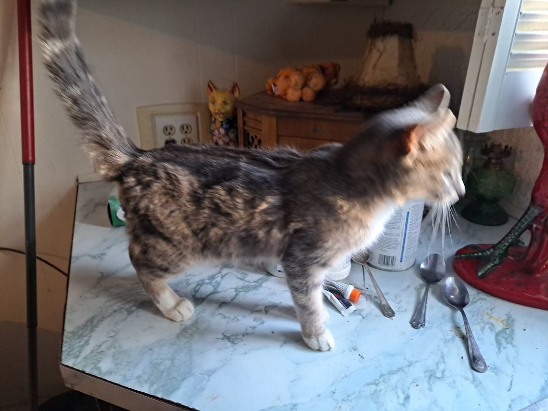 Enlarge Oliver Twist Jones, a Adoptable mixed breed in Indianapolis, IN image 1/6