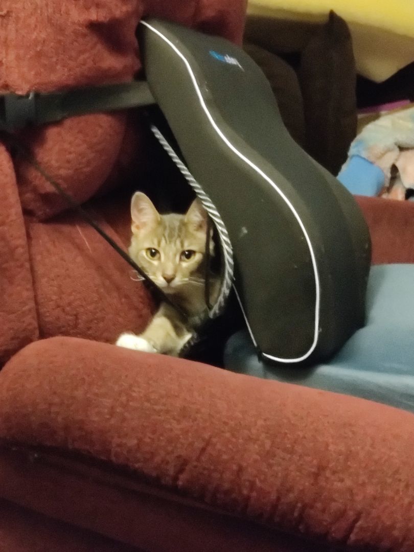 Oliver Twist Jones thumbnail 2