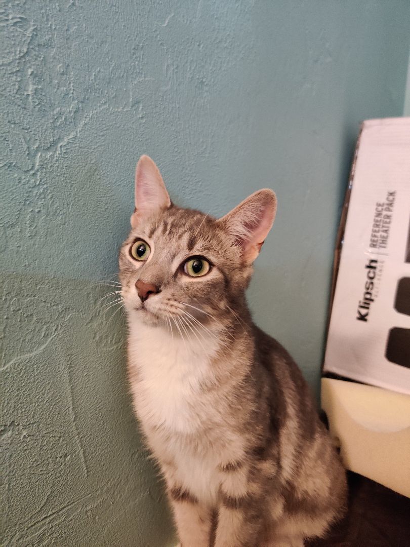 Enlarge Oliver Twist Jones, a Adoptable mixed breed in Indianapolis, IN image 3/6