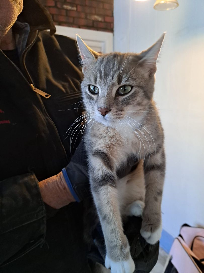 Enlarge Oliver Twist Jones, a Adoptable mixed breed in Indianapolis, IN image 4/6