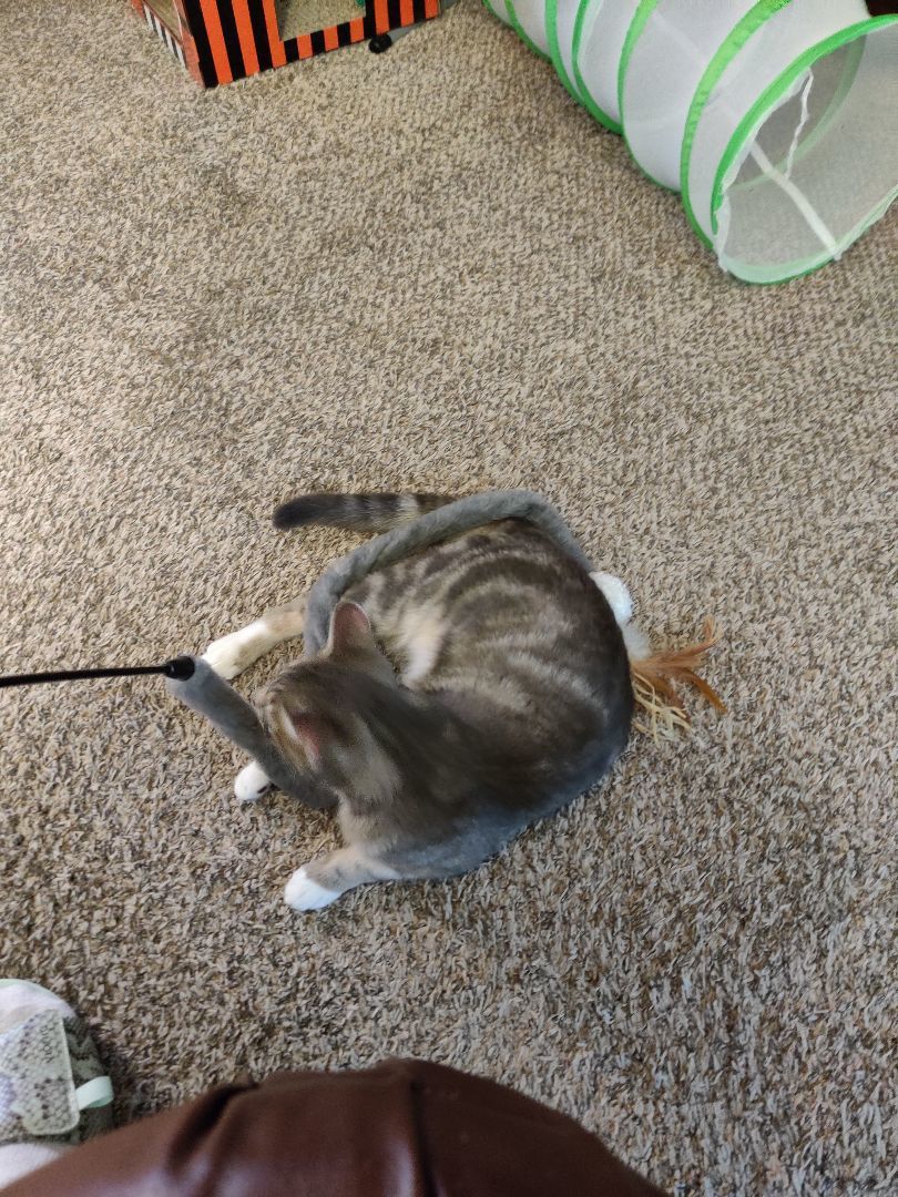 Oliver Twist Jones thumbnail 5