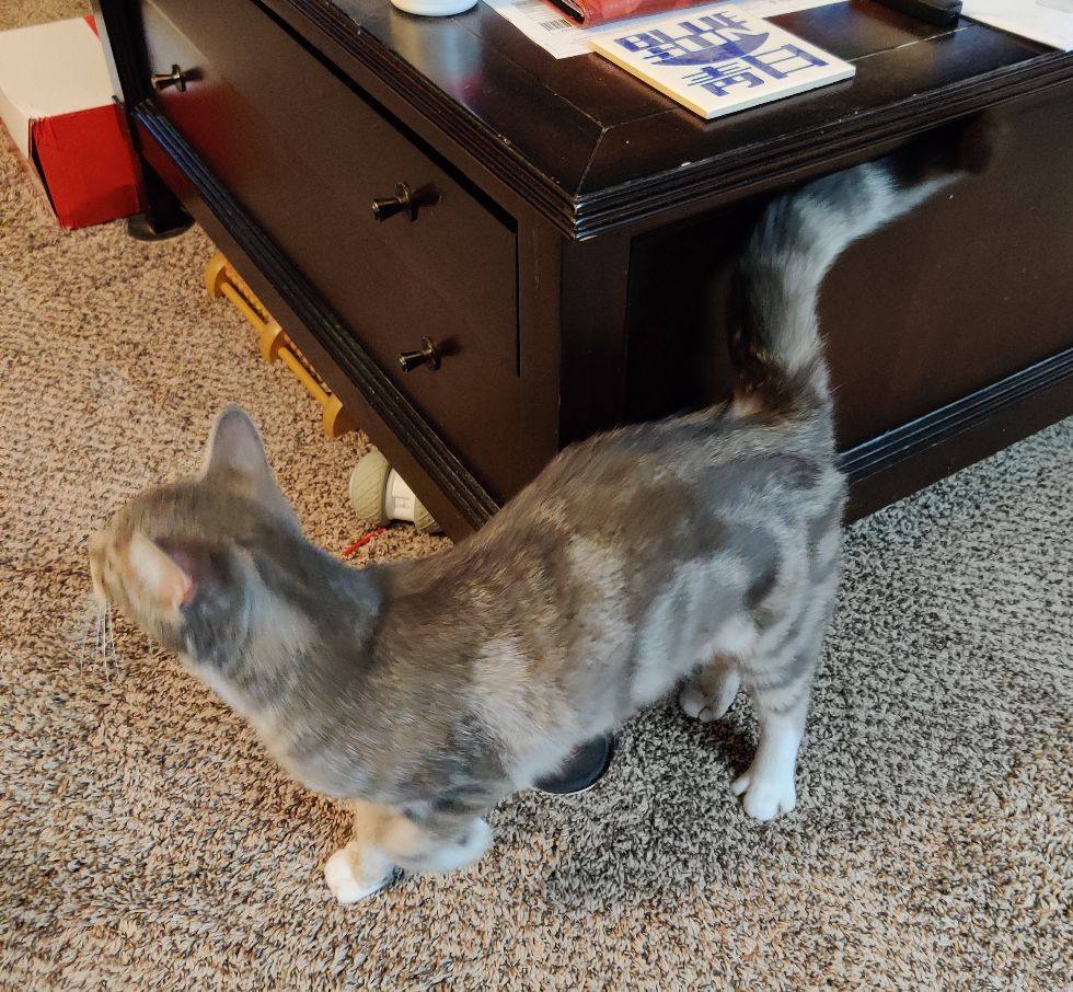 Oliver Twist Jones thumbnail 6