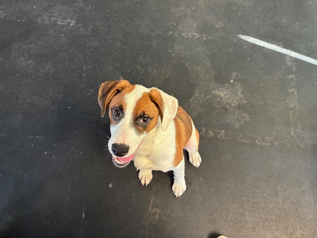 Enlarge Scrooge, a Adoptable mixed breed in Indianapolis, IN image 2/3