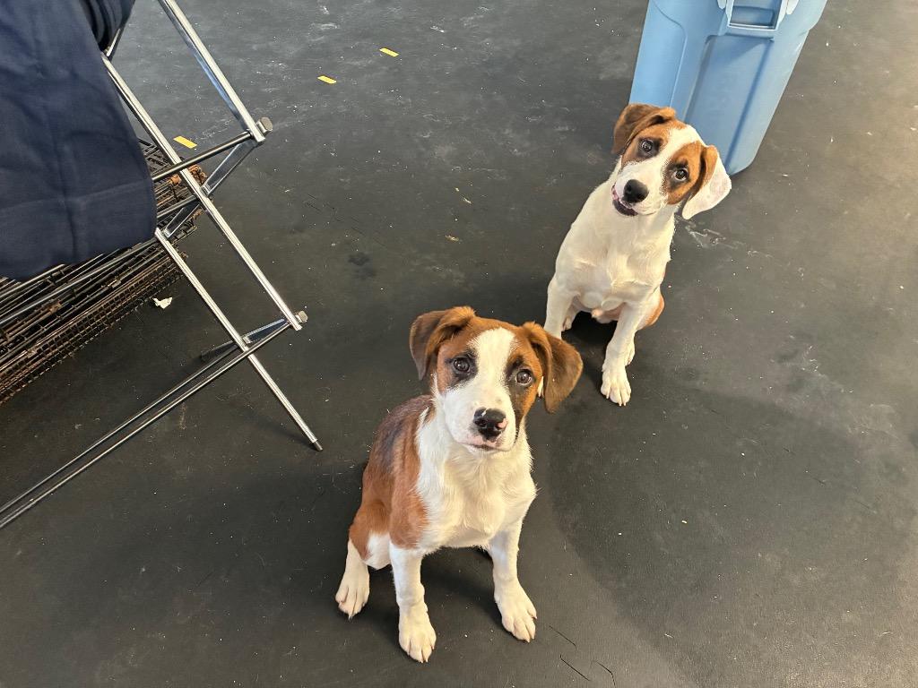 Scrooge, Adoptable, Puppy Male Foxhound & Beagle.