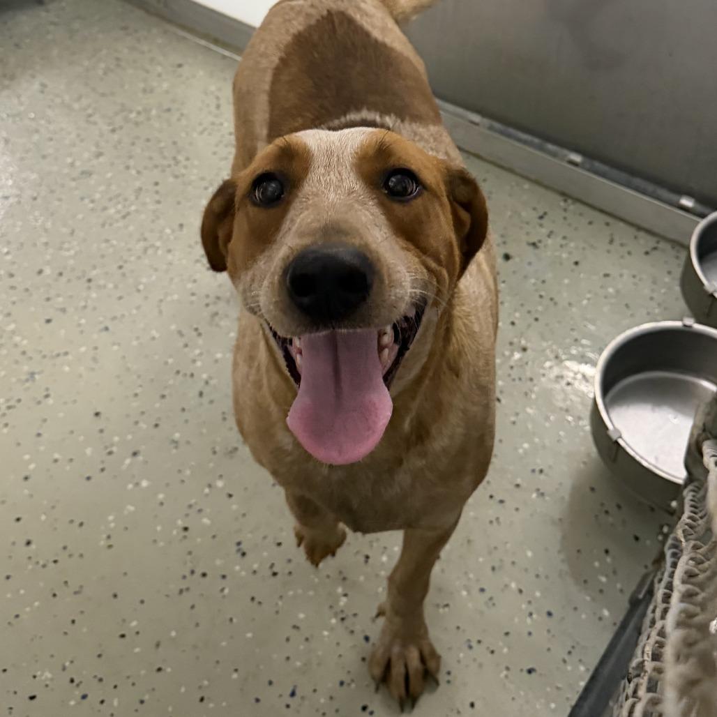 Enlarge Mamie, a Adoptable English Coonhound in Marion, VA image 1/1