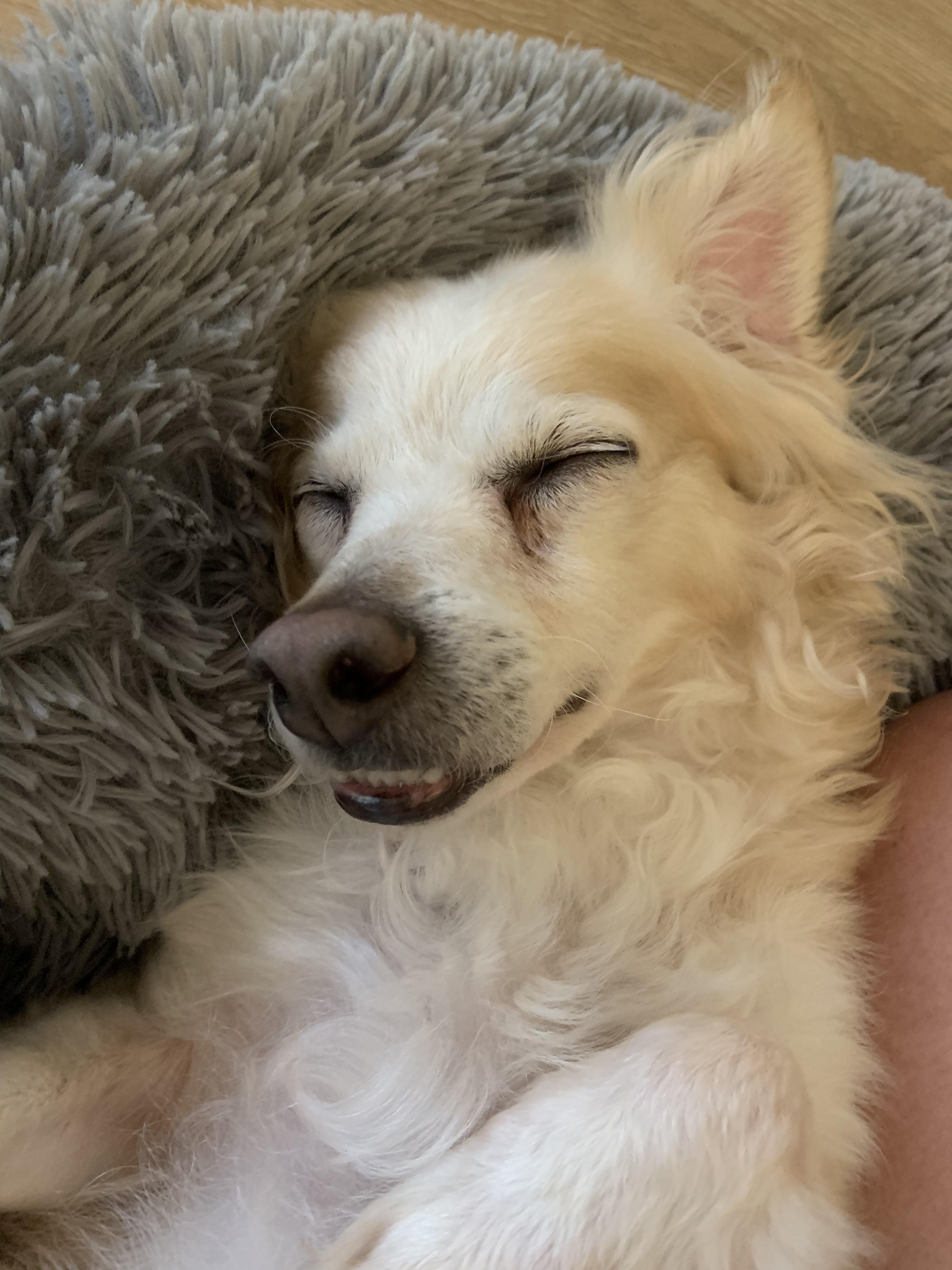 Enlarge Parker, a Adopted Cocker Spaniel in Murrieta, CA image 1/2