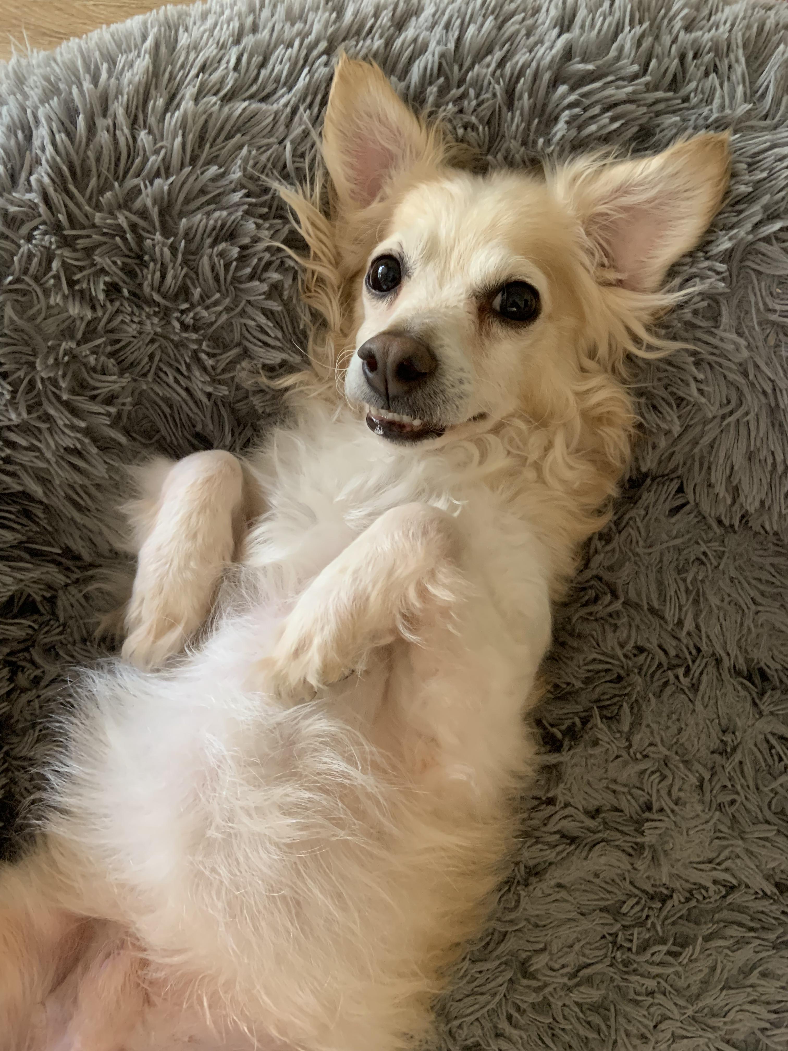 Enlarge Parker, a Adopted Cocker Spaniel in Murrieta, CA image 2/2