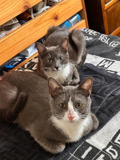 Malee (and Magnus), Adoptable, Young Female Domestic Short Hair.