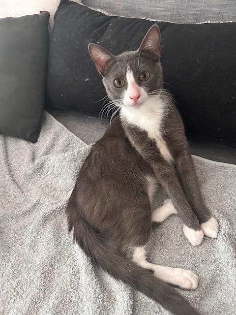 Enlarge Malee (and Magnus), a Adoptable mixed breed in New York, NY image 2/6