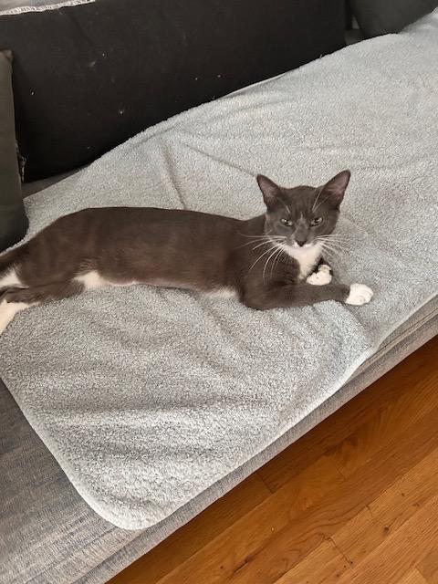 Enlarge Malee (and Magnus), a Adoptable mixed breed in New York, NY image 3/6