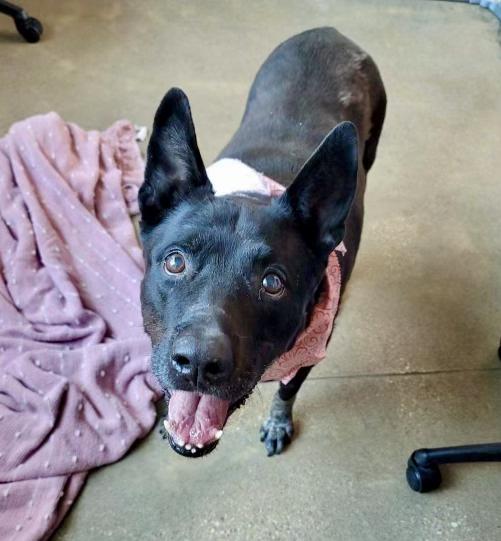 Enlarge Daisy, a Adoptable Cattle Dog in Oakdale, PA image 3/6